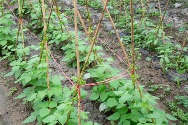 阳台怎样种豆角才能高产，首先选择适合当地栽培的优良品种
