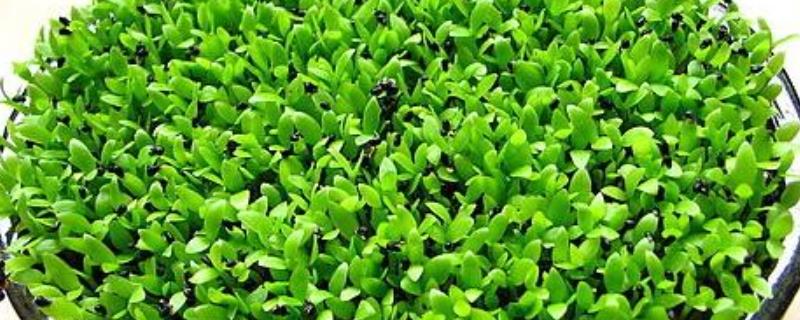 火龙果籽怎么种,首先选择优质的品种