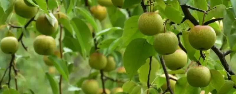 南果梨如何种植,栽植后要对树干进行套袋