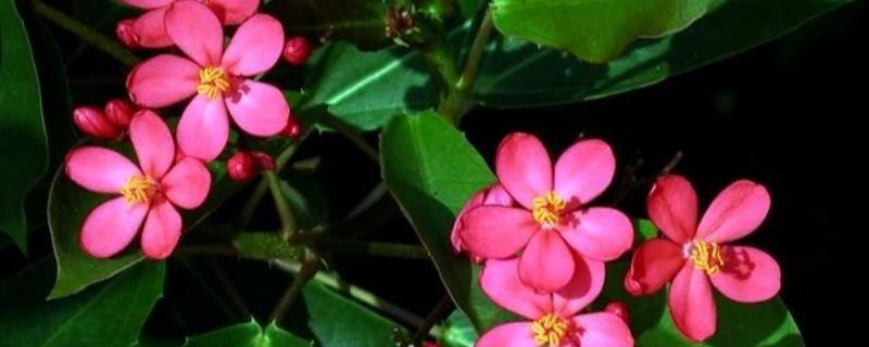 珊瑚花的养殖方法，在生长期间要每天让植株多接受光照
