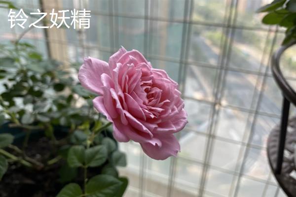 微月的品种，常见的有果汁阳台、铃之妖精等