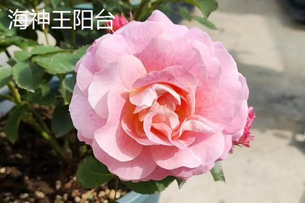 微月的品种，常见的有果汁阳台、铃之妖精等