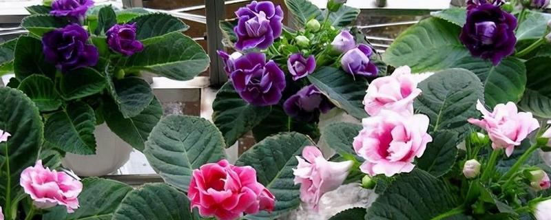 大岩桐花期如何养护，需要定期为其施加磷钾肥