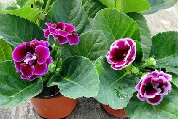 大岩桐花期如何养护，需要定期为其施加磷钾肥