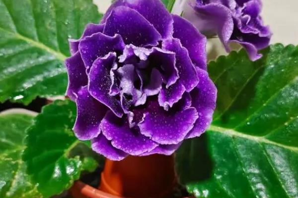 大岩桐花期如何养护，需要定期为其施加磷钾肥