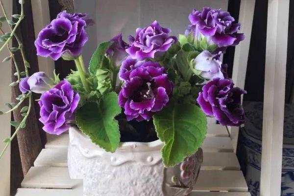 大岩桐花期如何养护，需要定期为其施加磷钾肥