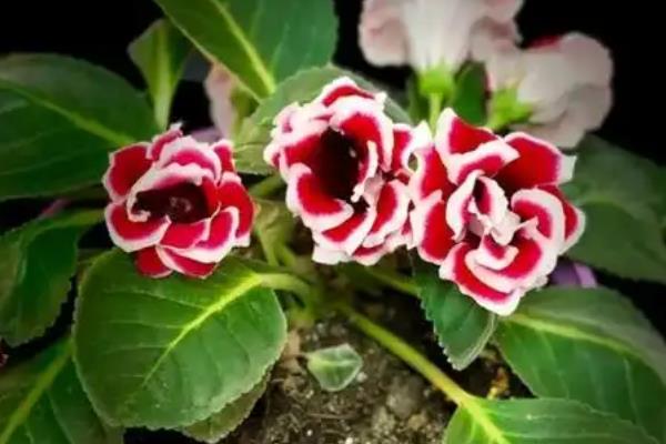 大岩桐花期如何养护，需要定期为其施加磷钾肥