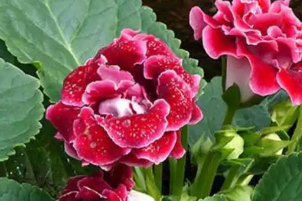 大岩桐花期如何养护，需要定期为其施加磷钾肥