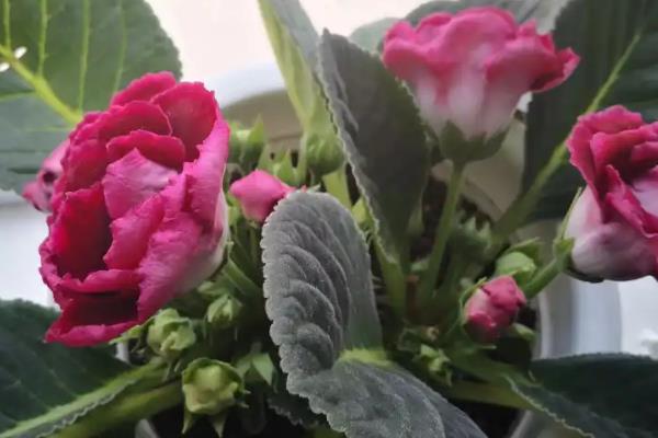 大岩桐花期如何养护，需要定期为其施加磷钾肥