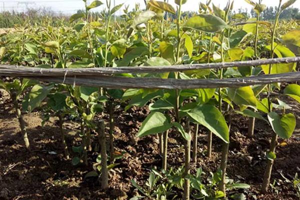 南果梨如何种植,栽植后要对树干进行套袋