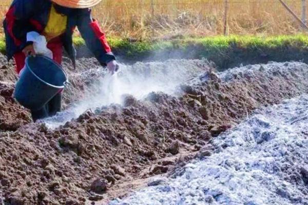 南果梨如何种植,栽植后要对树干进行套袋