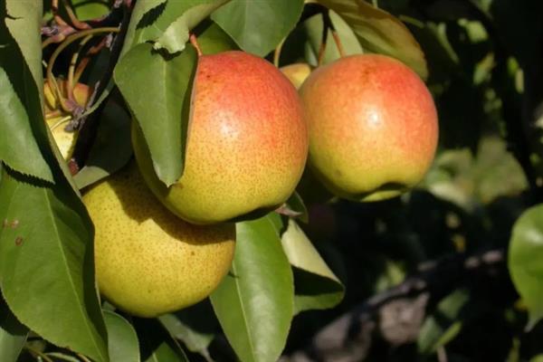 南果梨如何种植,栽植后要对树干进行套袋