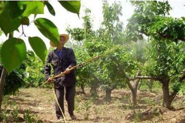 南果梨如何种植,栽植后要对树干进行套袋