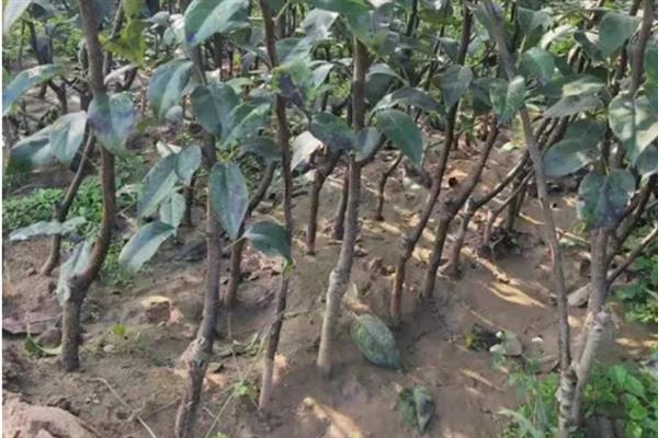 南果梨如何种植,栽植后要对树干进行套袋