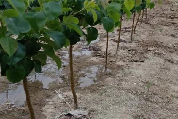南果梨如何种植,栽植后要对树干进行套袋