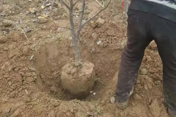 南果梨如何种植,栽植后要对树干进行套袋