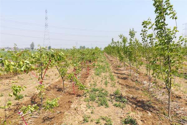南果梨如何种植,栽植后要对树干进行套袋