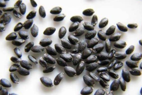 火龙果籽怎么种,首先选择优质的品种