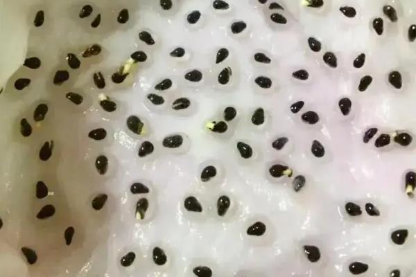 火龙果籽怎么种,首先选择优质的品种