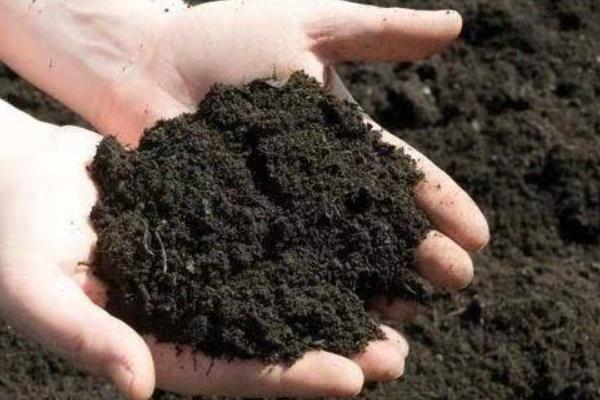 火龙果籽怎么种,首先选择优质的品种