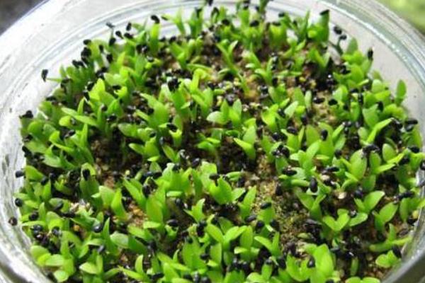 火龙果籽怎么种,首先选择优质的品种