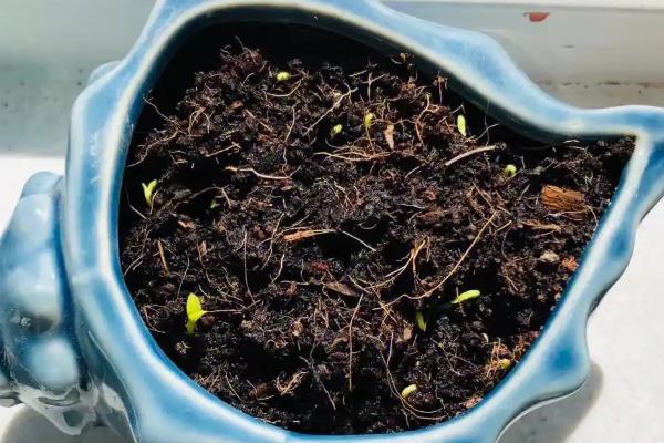 火龙果籽怎么种,首先选择优质的品种