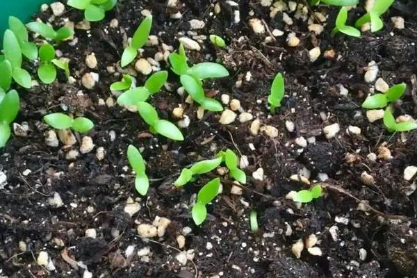 火龙果籽怎么种,首先选择优质的品种