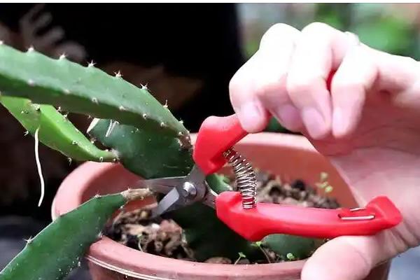 火龙果籽怎么种,首先选择优质的品种