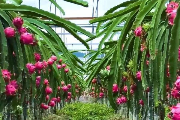 火龙果籽怎么种,首先选择优质的品种