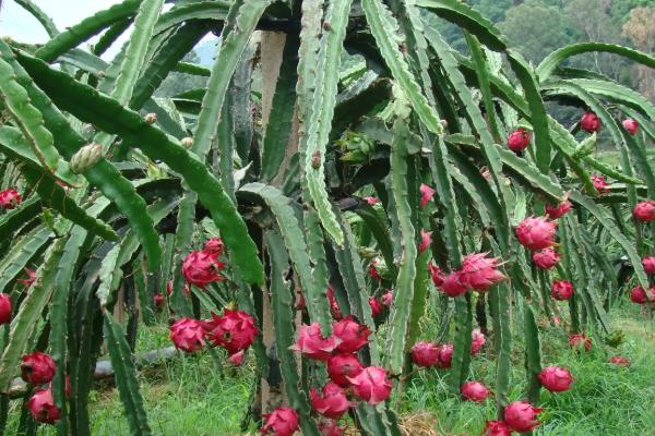 火龙果籽怎么种,首先选择优质的品种