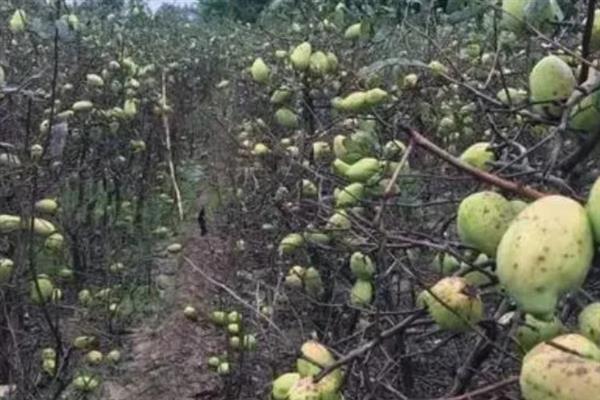 野木瓜是不是银缕梅，科属、外形、颜色等方面均不同