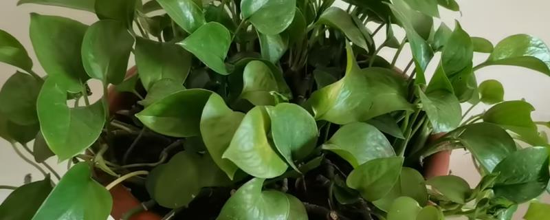 养殖绿萝的方法，每隔半个月追施一次肥料