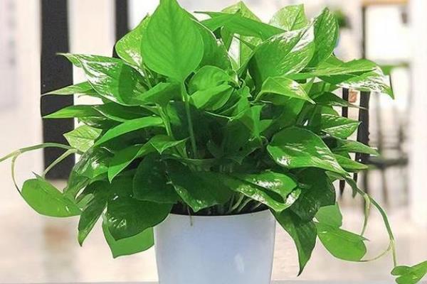 养殖绿萝的方法，每隔半个月追施一次肥料