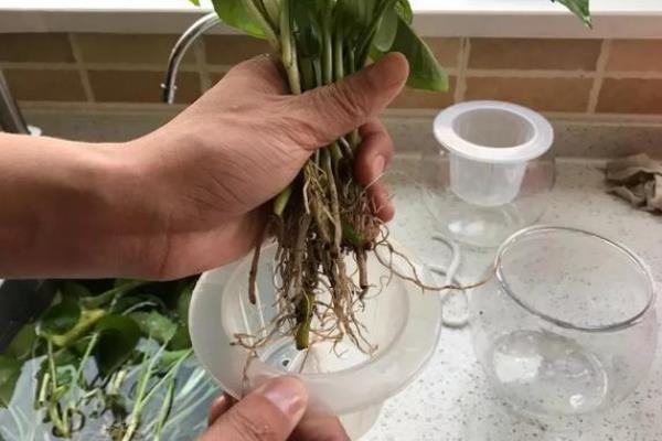 养殖绿萝的方法，每隔半个月追施一次肥料