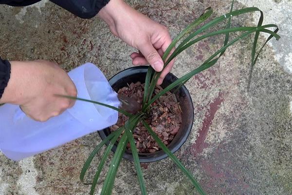 兰花烂根如何处理，剪除腐烂的根系经过消毒后再重栽