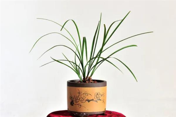 兰花烂根如何处理，剪除腐烂的根系经过消毒后再重栽