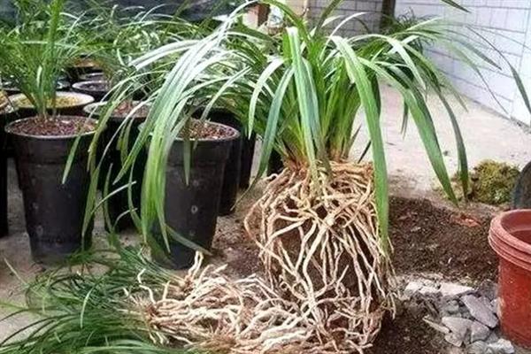 兰花烂根如何处理，剪除腐烂的根系经过消毒后再重栽