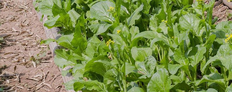 芥末怎么种植，选择沙壤土种植为佳