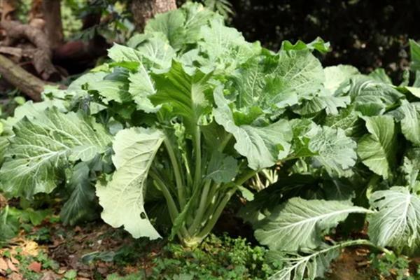 芥末怎么种植，选择沙壤土种植为佳