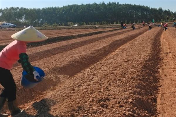 芥末怎么种植，选择沙壤土种植为佳