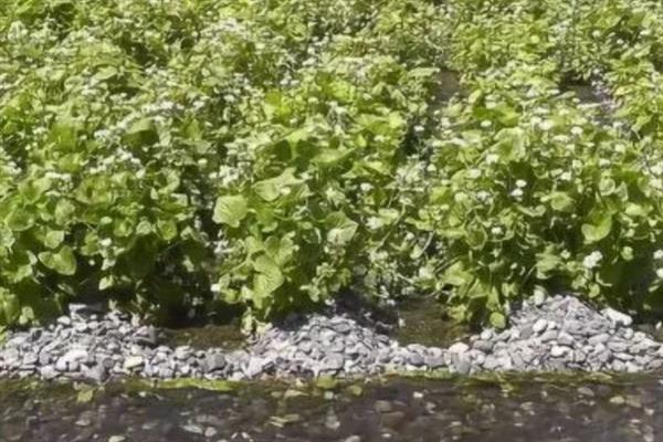 芥末怎么种植，选择沙壤土种植为佳