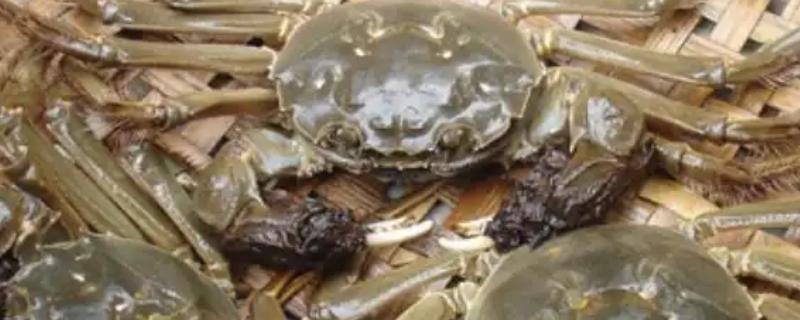 大闸蟹能饲养多久,在常温环境中可以养5-7天