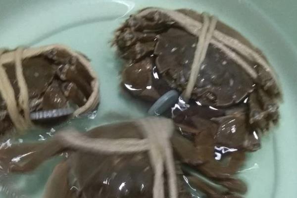 大闸蟹能饲养多久,在常温环境中可以养5-7天