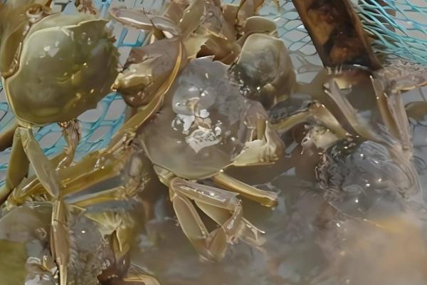 大闸蟹能饲养多久,在常温环境中可以养5-7天