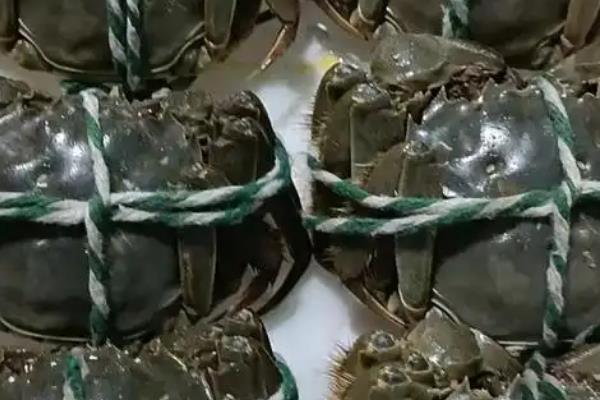 大闸蟹能饲养多久,在常温环境中可以养5-7天