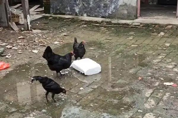 鸡吃泡沫的原因，主要是由于身体矿物质不足所致