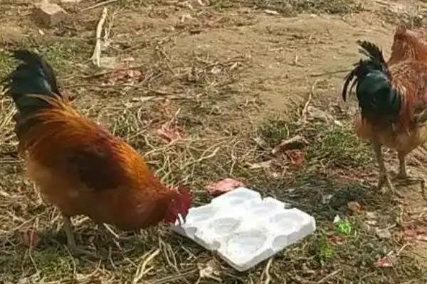鸡吃泡沫的原因，主要是由于身体矿物质不足所致