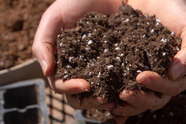 怎么盆栽养殖巴西野牡丹,在养殖中需要充足的肥力供给