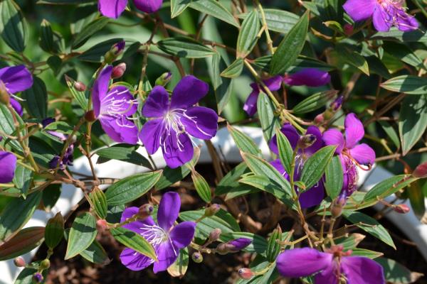 怎么盆栽养殖巴西野牡丹,在养殖中需要充足的肥力供给