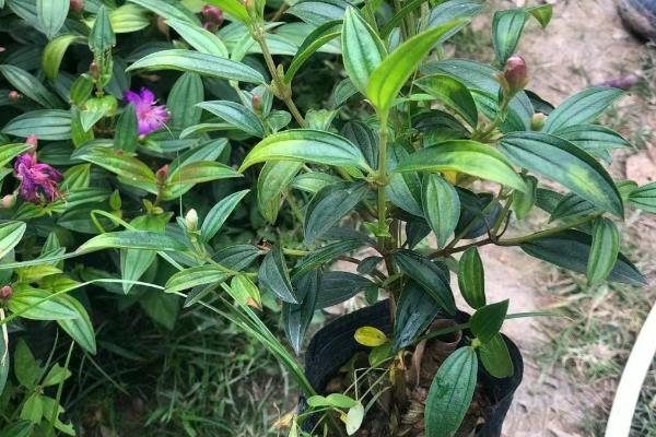 怎么盆栽养殖巴西野牡丹,在养殖中需要充足的肥力供给